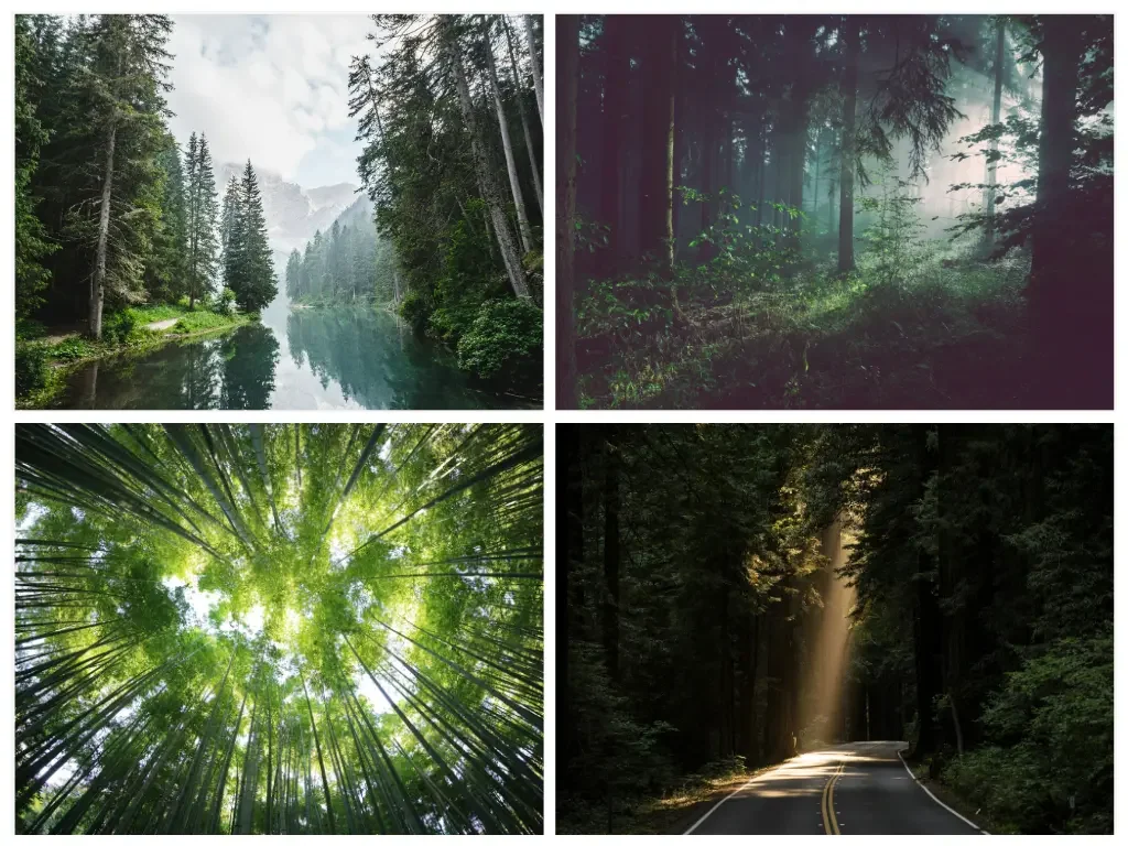 Waldbilder